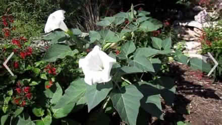 Photo of free Flower Seeds (SE Downers Grove) #4