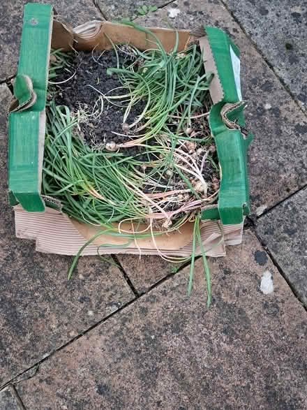 Photo of free Grape Hyacinths (Causeway End MK43) #1