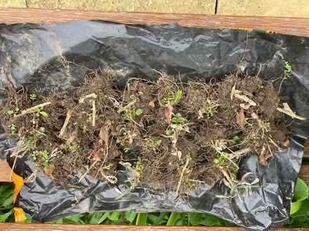 Photo of free Tall Verbena Plants (Cut Back) (CT5) #1