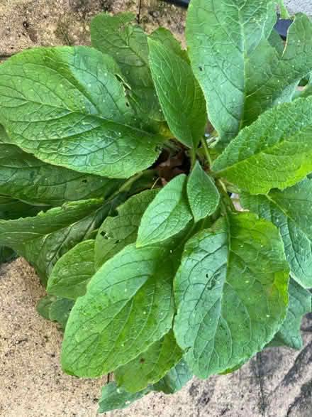 Photo of free Foxglove plant (Tyseley B11) #1