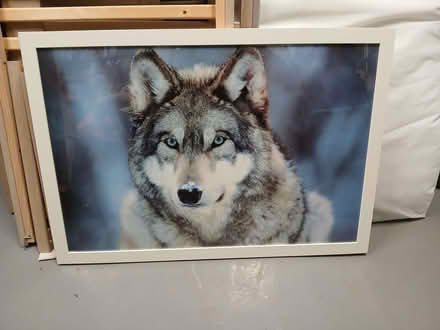 Photo of free Large framed wolf poster (Penrith CA11) #1