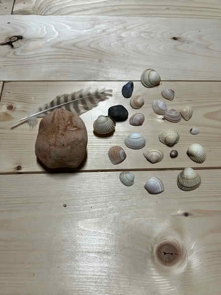 Photo of free Beach Combing Items / Seashells (DE5 Codnor) #1