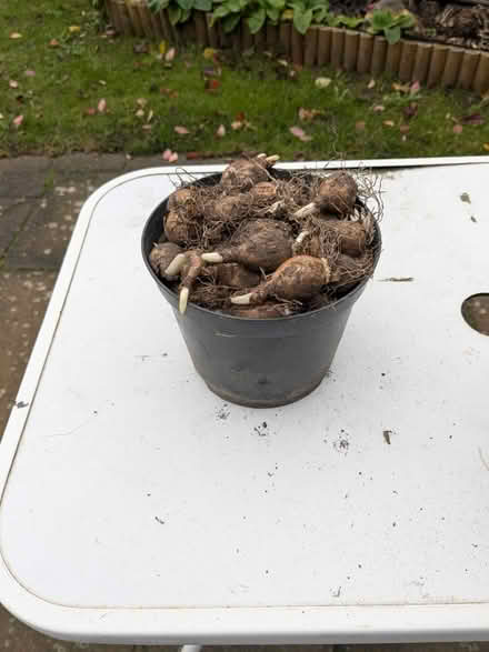 Photo of free Daffodil bulbs (Norwich NR3) #1