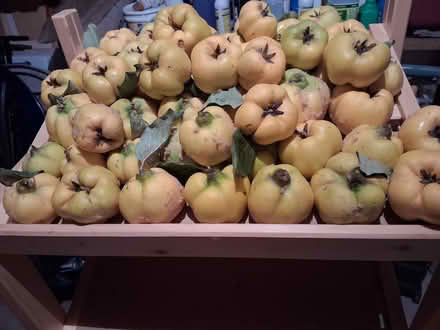 Photo of free Quince (Squamish) #1