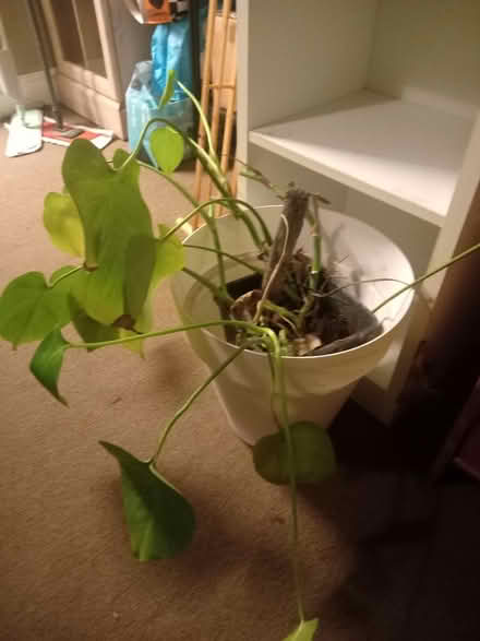 Photo of free Pine cupboard unit house plants (Thornton bd13 BD13) #2