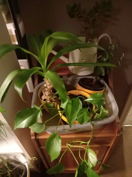 Photo of free Pine cupboard unit house plants (Thornton bd13 BD13) #1