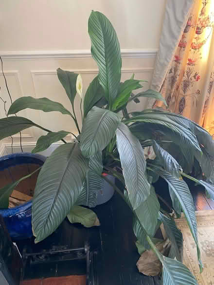 Photo of free Houseplant (Woodstock OX20) #1