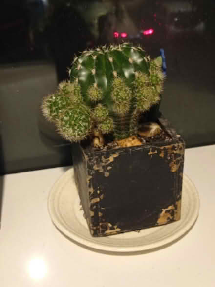 Photo of free Cactus plant (Central Milton Keynes MK9) #1