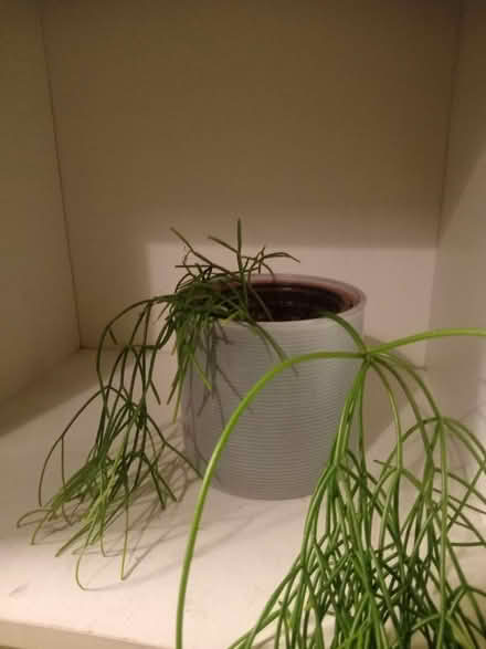 Photo of free Pine cupboard unit house plants (Thornton bd13 BD13) #3