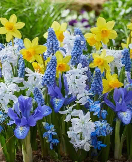 Photo of free Tubs of Assorted SprIng Flowering Bulbs (Cressex HP12) #1