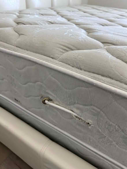 Photo of free Queen Bed with mattress foam topper (Port Charlotte) #4