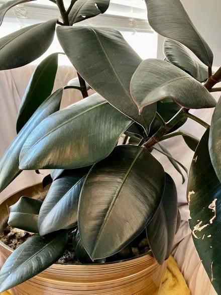 Photo of free Lg Rubber Plant +Pot (Torthorwald DG1) #2