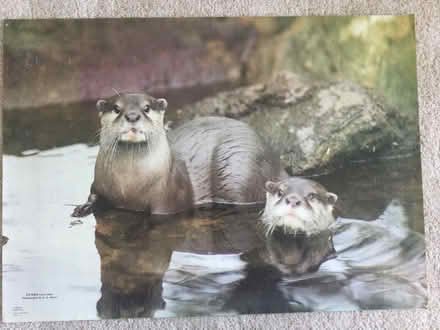 Photo of free animal posters (Torrance G64) #1