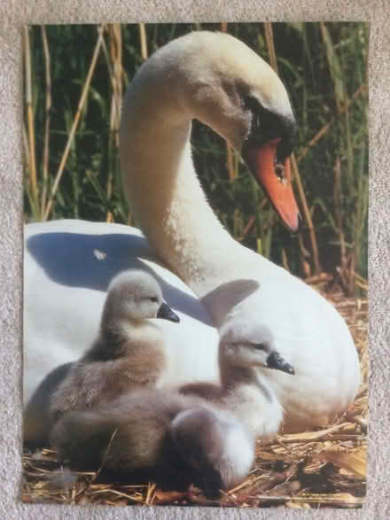 Photo of free animal posters (Torrance G64) #4