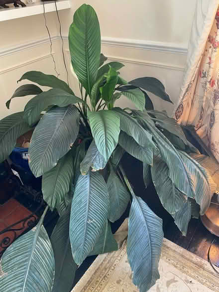 Photo of free Houseplant (Woodstock OX20) #2