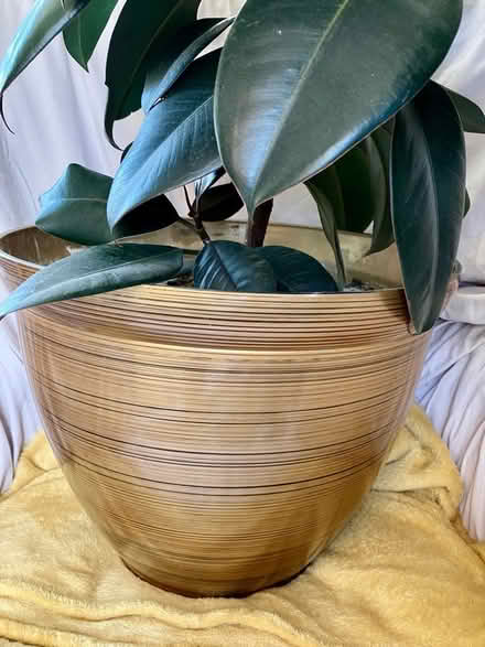 Photo of free Lg Rubber Plant +Pot (Torthorwald DG1) #3
