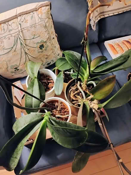 Photo of free 4 x orchids, Westvale (Westvale, Waterloo) #1