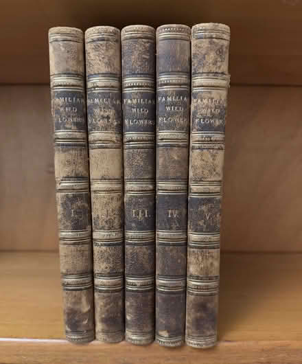 Photo of free Vintage flower books - Familiar Wild Flowers (East Dulwich SE22) #1