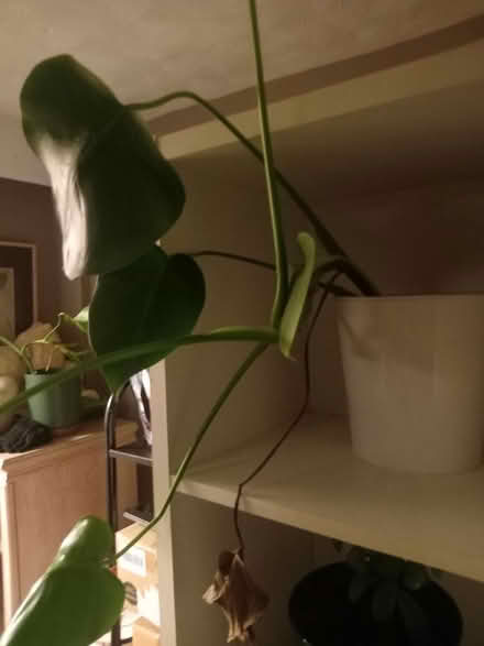 Photo of free Pine cupboard unit house plants (Thornton bd13 BD13) #4