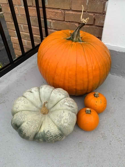 Photo of free Whole pumpkins (St. Clair & Victoria Park) #1