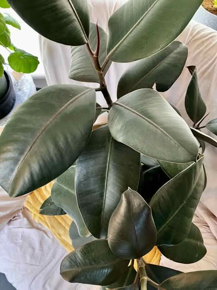 Photo of free Lg Rubber Plant +Pot (Torthorwald DG1) #4