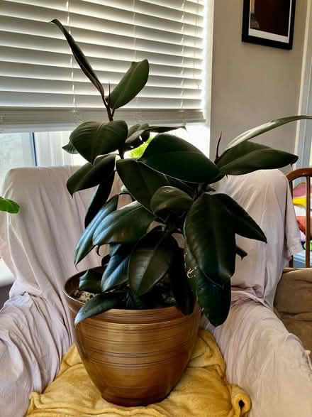 Photo of free Lg Rubber Plant +Pot (Torthorwald DG1) #1