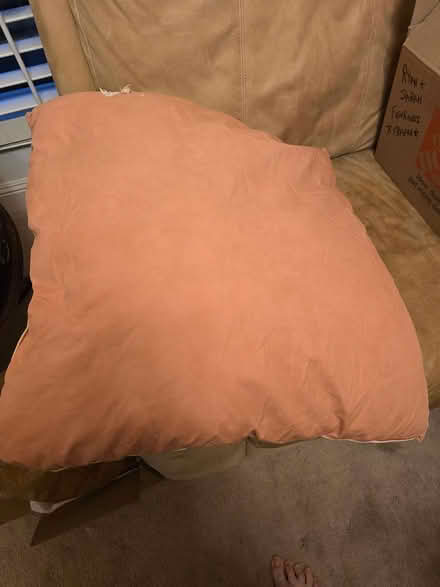 Photo of free Goose feathers (from pillow) (Culver City) #1