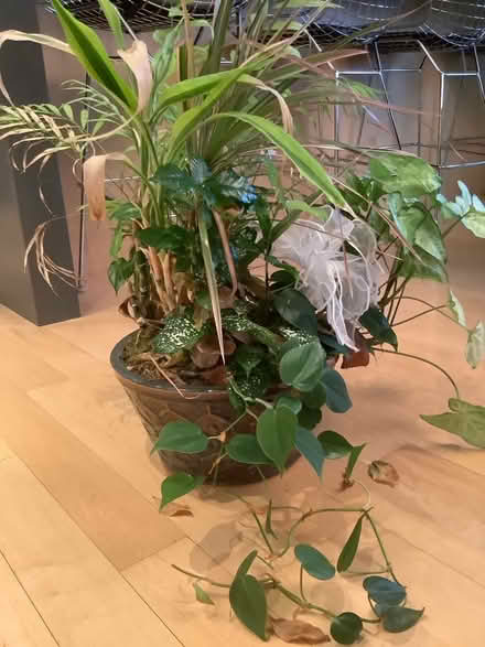 Photo of free Neglected House Plant (Gtown + Clopper & Richter Farm) #1