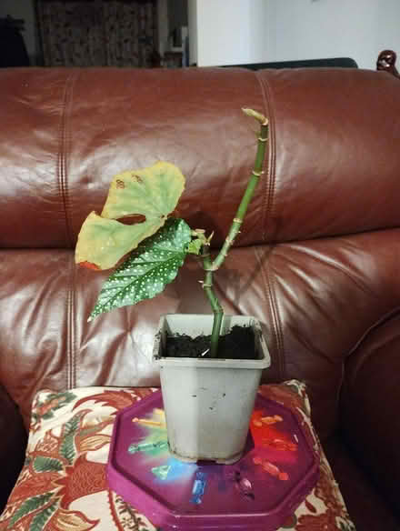 Photo of free Begonia Rex (Bratton) #1