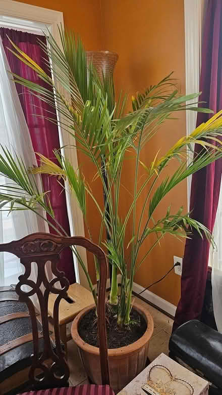 Photo of free Majestic Palm (Clarksburg) #1