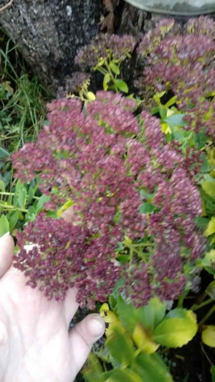 Photo of free Garden plant (Horsham, near Bennetts Field) #2