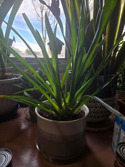 Photo of free house plants (off Fisher Blvd) #2