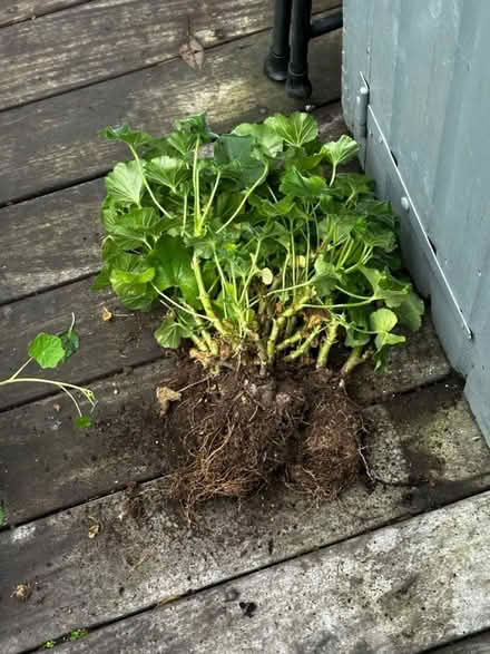 Photo of free Geraniums (Streatham Hill) #1
