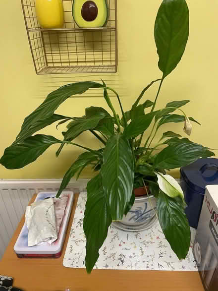 Photo of free Peace lily indoor plant (Southdown) #1
