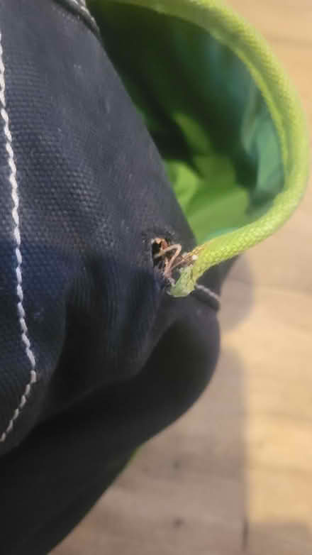 Photo of free Baby bag (South Norwood SE25) #3