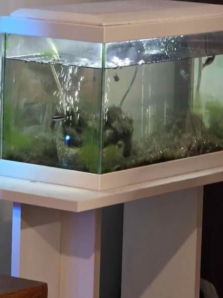 Photo of free Tank (Monkston Park MK10) #1