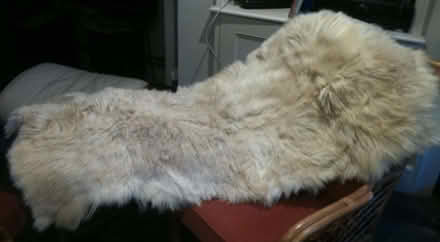 Photo of free Big blonde real fur throw/blanket/rug (North Laine BN1) #1
