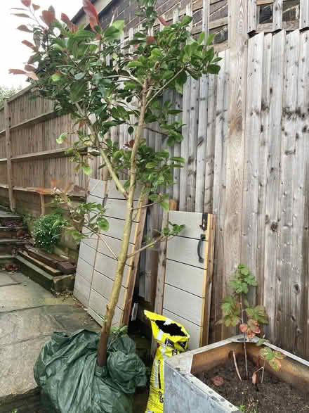 Photo of free Plant Robinia photonia (Wallands Park BN7) #1