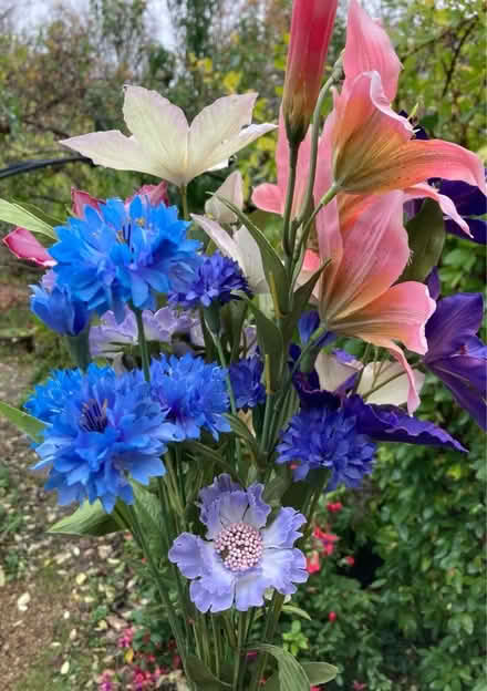 Photo of free Plastic flowers (Westbury on Trym BS9) #4