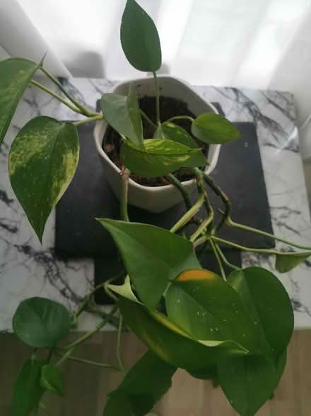 Photo of free Plant and pot white (Longsight M12) #1