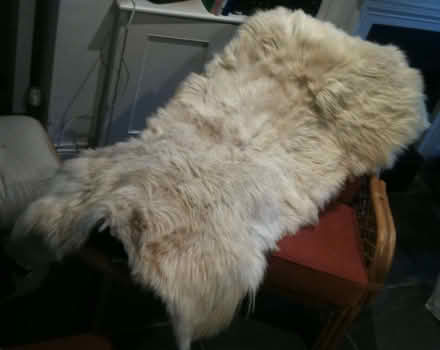 Photo of free Big blonde real fur throw/blanket/rug (North Laine BN1) #2