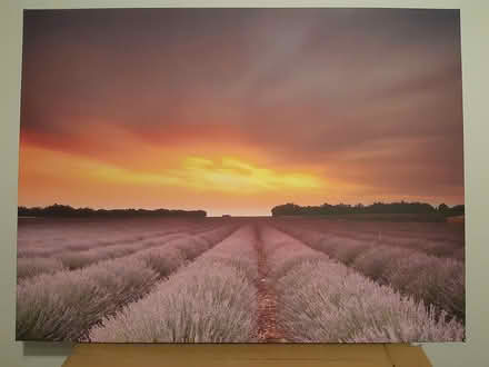 Photo of free Nice Lavender Picture (Dublin 12) #1