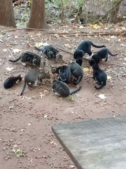 Photo of pet supplies-for ferralcats (islein nj) #1