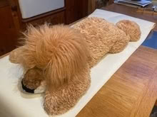 Photo of free Large cuddly lion (Llandrindod LD1) #3