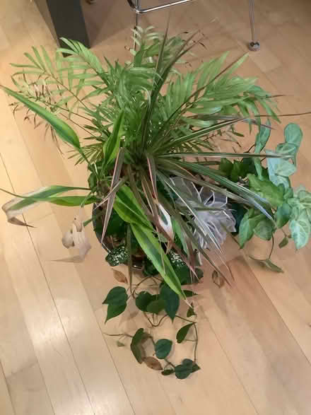 Photo of free Neglected House Plant (Gtown + Clopper & Richter Farm) #2