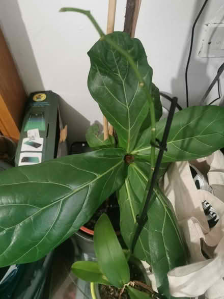Photo of free Fiddle leaf fig (Longsight M12) #1