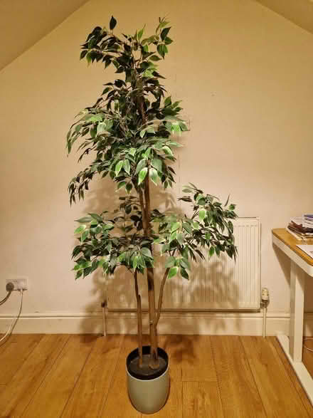Photo of free Large artificial plant (Sparkhill B12) #2