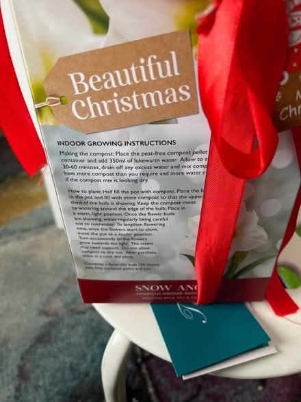 Photo of free Amaryllis (Hanover BN2) #2