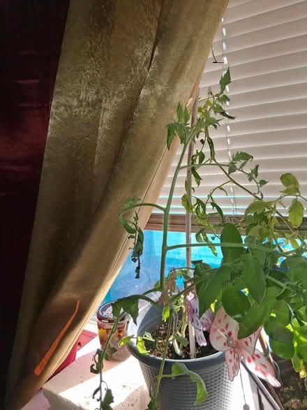 Photo of free 2 indoor tomato plants (NE Yonkers) #2