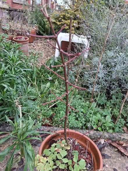 Photo of free Field maple tree-let (Stroud GL5) #1